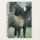 Search for mare photography Equine
