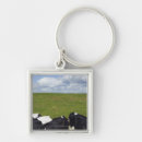 Search for pastural key rings Cattle