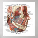 Search for face anatomy posters Doctor
