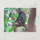Search for blue monkey postcards Monkeys