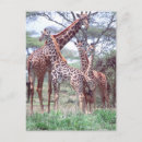 Search for herd postcards Africa