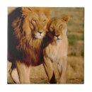 Search for namibia tiles Mammal
