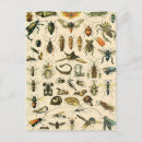 Search for entomology postcards Insect
