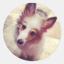 Search for sheltie stickers Dog