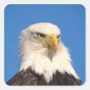 Search for alaska eagle stickers North america