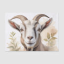 Search for goat tissue paper Watercolor