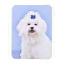 Search for lion portrait magnets Cute