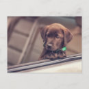 Search for cute car postcards Animal