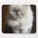 Search for himalayan cat Nature