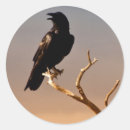 Search for bare tree stickers Sunset