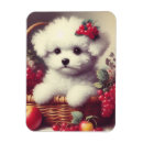 Search for bichon magnets Cute