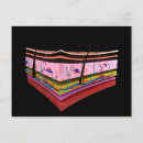 Search for skin layers postcards Digitally generated image