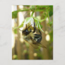 Search for bumble postcards Nature