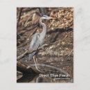 Search for great blue postcards Photography