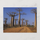 Search for madagascar postcards Morondava