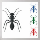 Search for ants posters Insects