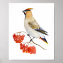 Search for waxwing posters Nature