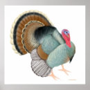 Search for pullets posters Fowl