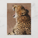 Search for african birthday cards Cheetah