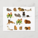 Search for dog with bird postcards Pet