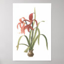 Search for amaryllis posters Flora