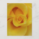 Search for rose petals postcards Flower