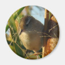 Search for wren magnets Songbird