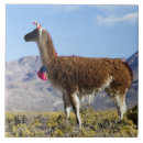 Search for herd the tiles Andes