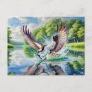 Search for ospreys postcards Raptor