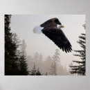 Search for soaring posters Tree
