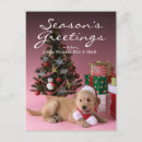 Search for cap christmas cards Golden retriever