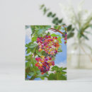 Search for grapevine postcards Fruit