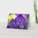 Search for viola cards Pansy