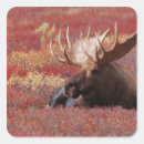 Search for alaska wildlife stickers Usa