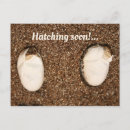 Search for hatching postcards Baby