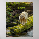 Search for spirit bear posters British columbia