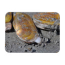 Search for digging magnets Animal