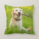Search for labrador cushions Cute
