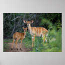Search for antelope africa posters African