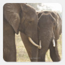 Search for african elephant stickers Outdoors