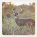 Search for texas day stickers Wildlife
