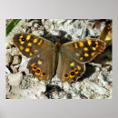 Search for fluttering posters Butterfly
