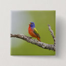 Search for sings badges Bird