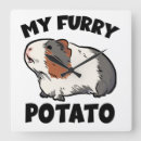 Search for guinea pig clocks Funny