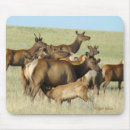 Search for feeding mousepads Outdoors