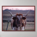 Search for longhorn cattle posters Farm