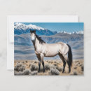 Search for mustangs postcards Landscape