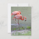 Search for flamingo note cards Nature