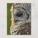 Search for strix postcards Owl