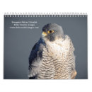 Search for falcon calendars Raptor